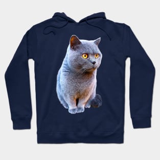 British Shorthair Cat Blue with Orange eyes Hoodie